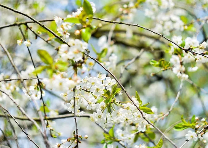Domaine Du Moulin D'asselborn