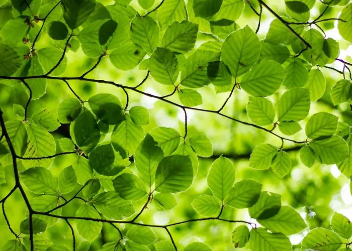 Domaine Du Moulin D'asselborn